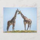 Recherche de portrait girafe cartes postales Zoo
