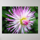 Recherche de dahlia posters Rose