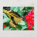 Recherche de butterfly cartes postales Pour tous