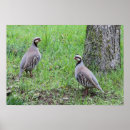 Recherche de perdrix art Animaux