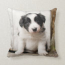 Recherche de de border collie coussins Chiot