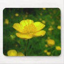 Recherche de wildflowers électronique Yellow