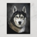 Recherche de husky cartes postales Amoureux des chiens