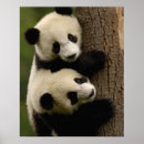 Recherche de géants posters Asie
