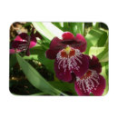 Recherche de orchidées magnets Fleur