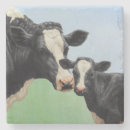 Recherche de holstein dessous de verres Bétail laitier