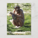 Recherche de chimpanzé drôle cartes postales Animaux
