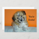 Recherche de cute puppy invitations Chien
