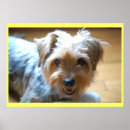 Recherche de yorkshire terrier posters Animaux