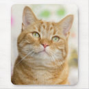 Recherche de chat doux tapis souris Chaton