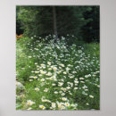 Recherche de champ de marguerite posters Jolie