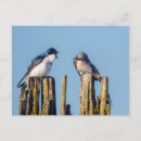 Recherche de hirondelles cartes postales Animal