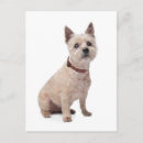 Recherche de terriers de cairn vœux cartes Chien