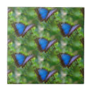 Recherche de morpho carreaux Papillon bleu morpho