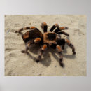 Recherche de araignee art Animaux
