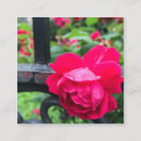 Recherche de gouttes de pluie cartes visite Rose