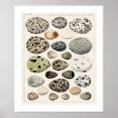 Recherche de vos illustratie posters Oiseaux