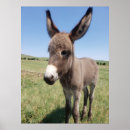 Recherche de burro posters Nature