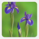 Recherche de iris autocollants Coloré