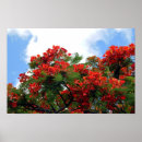 Recherche de royal poinciana posters Fleurs