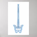 Recherche de moelle épinière posters Humain