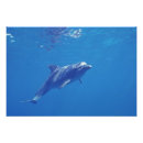 Recherche de grand nez posters Habitat
