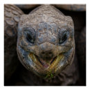 Recherche de puzzles posters Animaux