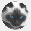 Recherche de siamois autocollants Animaux familiers