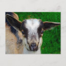 Recherche de chèvres mignonnes cartes postales Brun