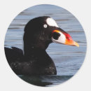 Recherche de drake autocollants Oiseaux