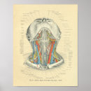 Recherche de sanguin art Anatomie