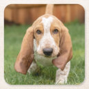Recherche de chiot dessous de verres Animaux de compagnie