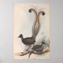 Recherche de gould de john Illustration