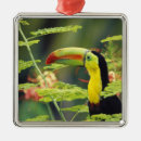 Recherche de oiseaux exotiques ornements Toucan