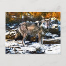Recherche de loup dans la neige cartes postales Loup de bois