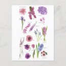 Recherche de fleur violette cartes postales Illustration