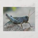 Recherche de sauterelle cartes postales Bogue