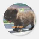 Recherche de horreur magnets Chat