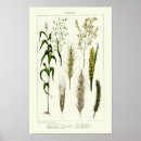 Recherche de orge posters Blé
