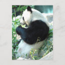 Recherche de panda bébé cartes postales Zoo