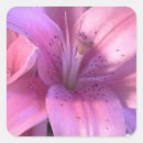 Recherche de de lis autocollants Photographie