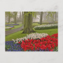 Recherche de tulipe cartes postales Europe