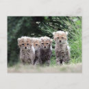 Recherche de petit chat cartes postales Guépard