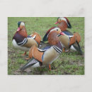 Recherche de canard coloré cartes postales Faune