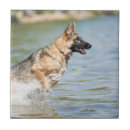 Recherche de berger allemand carreaux Chiot