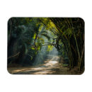 Recherche de bambou magnets Paysage