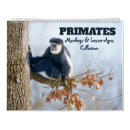 Recherche de primat Singe