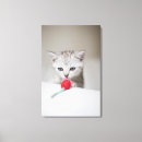 Recherche de amoureux des chats toiles Animaux