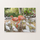 Recherche de flamant rose puzzles Photographie