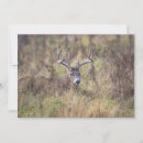 Recherche de becasse cartes postales Faune